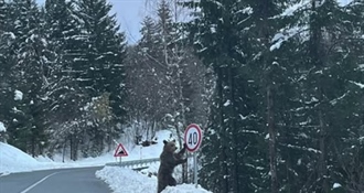 "Novi cestar" na dužnosti - Medo se naslonio na znak i postao hit društvenih mreža