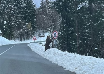 "Novi cestar" na dužnosti - Medo se naslonio na znak i postao hit društvenih mreža