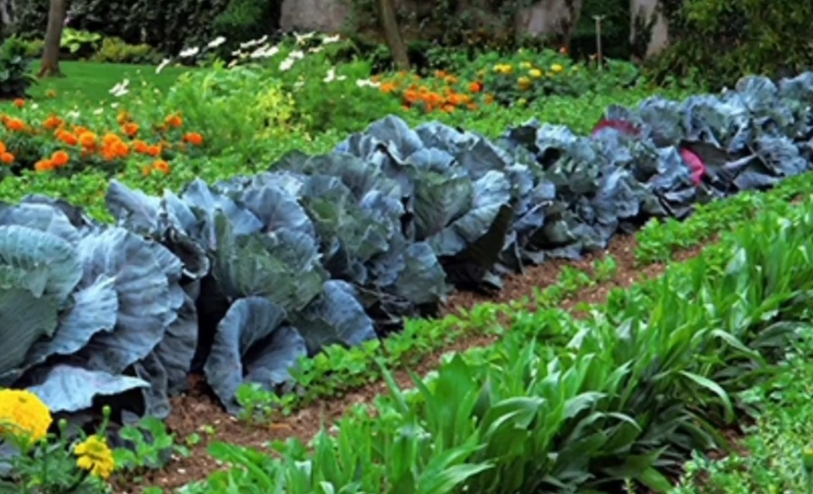 Evo kako na prirodan način zaštiti biljke u povrtnjaku od nametnika i bolesti – samo posadite ove vrste cvijeća