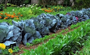 Evo kako na prirodan način zaštiti biljke u povrtnjaku od nametnika i bolesti – samo posadite ove vrste cvijeća