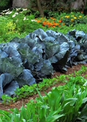 Evo kako na prirodan način zaštiti biljke u povrtnjaku od nametnika i bolesti – samo posadite ove vrste cvijeća