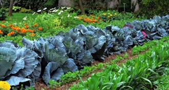 Evo kako na prirodan način zaštiti biljke u povrtnjaku od nametnika i bolesti – samo posadite ove vrste cvijeća