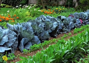 Evo kako na prirodan način zaštiti biljke u povrtnjaku od nametnika i bolesti – samo posadite ove vrste cvijeća