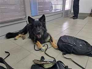 Pas nanjušio eure - Srbin pokušao ući u Hrvatsku s 15 tisuća u ruksaku