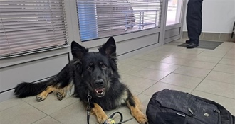 Pas nanjušio eure - Srbin pokušao ući u Hrvatsku s 15 tisuća u ruksaku