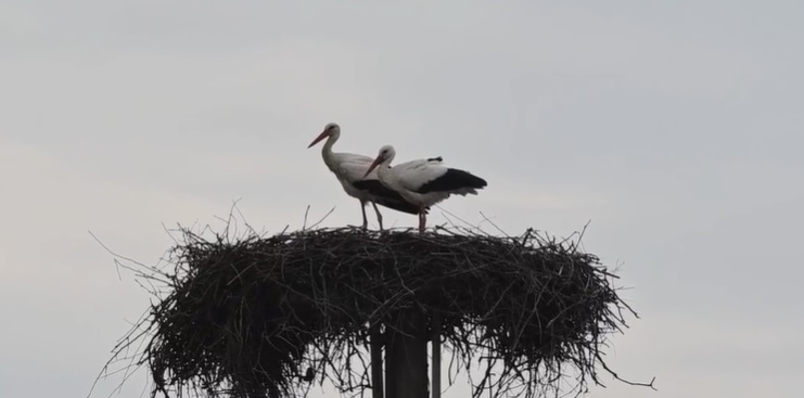 Dirljiv 25. povratak Klepetana: Nova družica stigla s njim, ali Malenu nije zaboravio