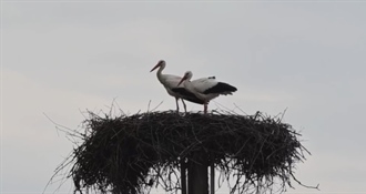 Dirljiv 25. povratak Klepetana: Nova družica stigla s njim, ali Malenu nije zaboravio