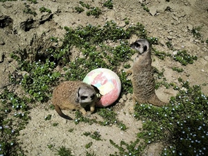 I oni znaju za Uskrs: Podjela pisanica životinjama i Zekanje u zagrebačkom Zoološkom vrtu