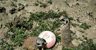 I oni znaju za Uskrs: Podjela pisanica životinjama i Zekanje u zagrebačkom Zoološkom vrtu