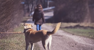 Uskrs u skloništima: Tisuće napuštenih životinja čekaju dom - evo kako im pomoći!