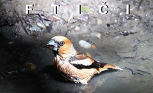 Povodom proslave Dana Međimurske županije u ponedjeljak otvorenje izložbe fotografija “Ftiči med Murom, Dravom i Trnavom!“