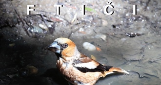 Povodom proslave Dana Međimurske županije u ponedjeljak otvorenje izložbe fotografija “Ftiči med Murom, Dravom i Trnavom!“