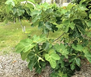 Ovo drvo nemojte nikada saditi u dvorištu, blizu kuće – može vam učini veliku štetu