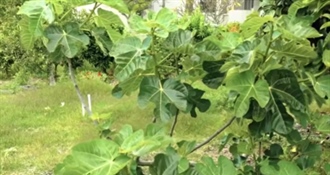 Ovo drvo nemojte nikada saditi u dvorištu, blizu kuće – može vam učini veliku štetu