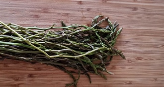 Krećete brati šparoge? Ako nemate ovo, kazna može biti i 933 eura