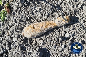 Opasan prizor u polju kod Kotoribe - radnici naišli na minu iz Drugog svjetskog rata