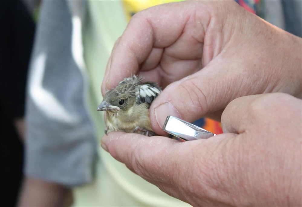 JU Zagorje zeleno: Što učiniti ako pronađete ptića?