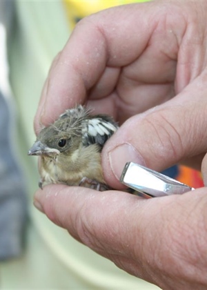 JU Zagorje zeleno: Što učiniti ako pronađete ptića?
