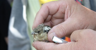 JU Zagorje zeleno: Što učiniti ako pronađete ptića?