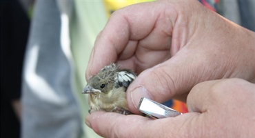JU Zagorje zeleno: Što učiniti ako pronađete ptića?