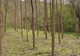 PAMETNA INVESTICIJA ILI...? Međimurac preskočio nekretnine i uložio u zemlju: "Vrijedi više od zlata"