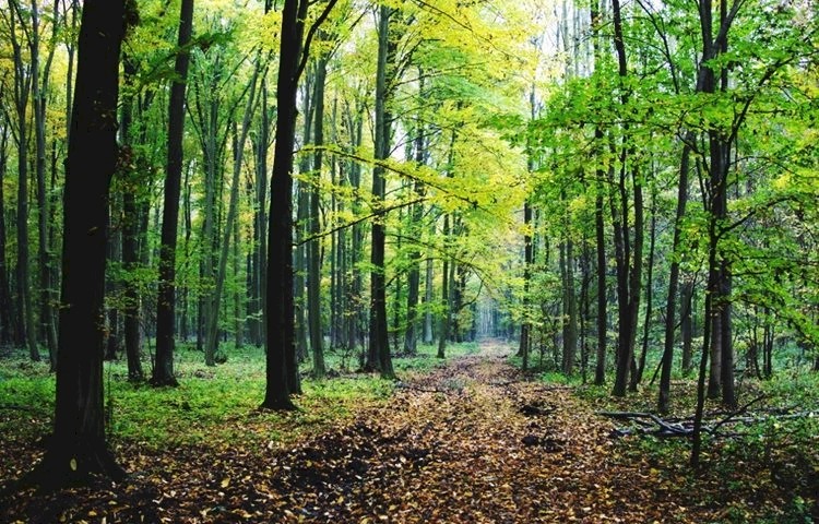JU Zagorje zeleno poziva vas na predstavljanje vodiča za šumovlasnike