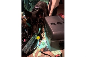 Srbin u kamionu htio prošvercati veću količinu novaca – na granici ga otkrio pas „Buli“