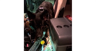 Srbin u kamionu htio prošvercati veću količinu novaca – na granici ga otkrio pas „Buli“