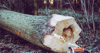 Kod Macinca u šumi porušio i ukrao hraste – šteta nekoliko tisuća eura