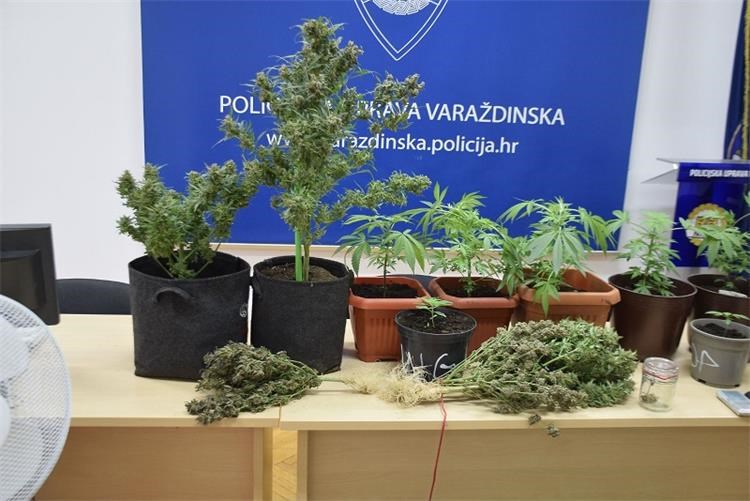 Policija otkrila mini plantaže u Varaždinu - konoplja pod rasvjetom, vage i kokain