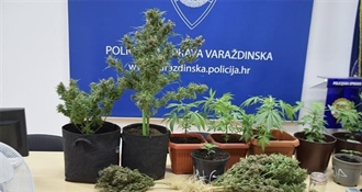 Policija otkrila mini plantaže u Varaždinu - konoplja pod rasvjetom, vage i kokain