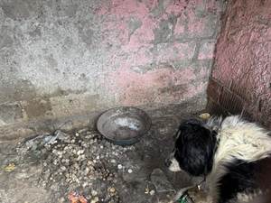 U romskom naselju u Pribislavcu zatekli 23 psa u jako lošem stanju i oduzeli ih: ''Ovakvo zanemarivanje je nedopustivo i sramotno''