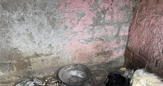 U romskom naselju u Pribislavcu zatekli 23 psa u jako lošem stanju i oduzeli ih: ''Ovakvo zanemarivanje je nedopustivo i sramotno''