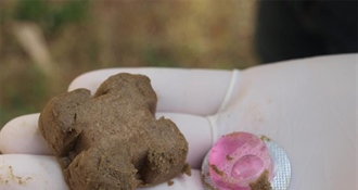 Danas započinje cijeljenje lisica protiv bjesnoće – s aerodroma Varaždin bacat će se mali paketići, nemojte ih dirati!