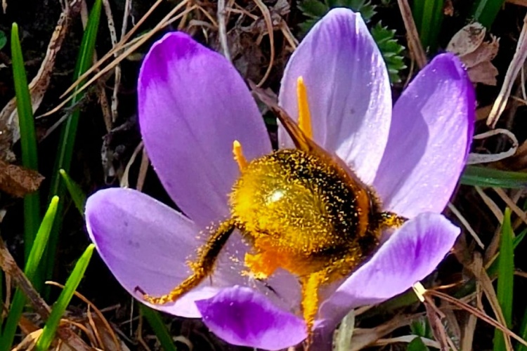 Ludbreg, grad prijatelj pčela: Odgođena košnja kao promišljeno i održivo upravljanje zelenim površinama za očuvanje livadnog bilja