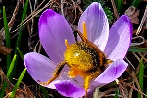 Ludbreg, grad prijatelj pčela: Odgođena košnja kao promišljeno i održivo upravljanje zelenim površinama za očuvanje livadnog bilja