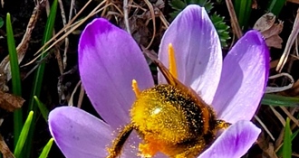 Ludbreg, grad prijatelj pčela: Odgođena košnja kao promišljeno i održivo upravljanje zelenim površinama za očuvanje livadnog bilja