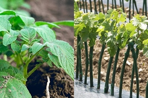 KZŽ pomaže poljoprivredu: Otvoreni javni pozivi za potpore povećanja ekološke proizvodnje i kupnju loznih cjepova autohtonih sorata