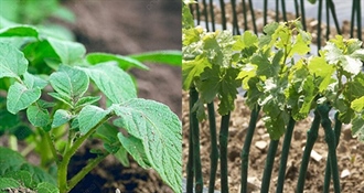 KZŽ pomaže poljoprivredu: Otvoreni javni pozivi za potpore povećanja ekološke proizvodnje i kupnju loznih cjepova autohtonih sorata