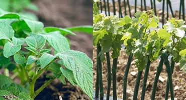 KZŽ pomaže poljoprivredu: Otvoreni javni pozivi za potpore povećanja ekološke proizvodnje i kupnju loznih cjepova autohtonih sorata