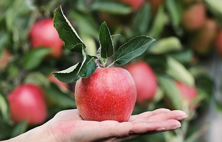 Crvena, žuta ili zelena? Jeste li se ikada upitali koja boja jabuke je važnija za vaše zdravlje