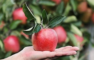 Crvena, žuta ili zelena? Jeste li se ikada upitali koja boja jabuke je važnija za vaše zdravlje