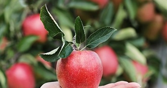 Crvena, žuta ili zelena? Jeste li se ikada upitali koja boja jabuke je važnija za vaše zdravlje