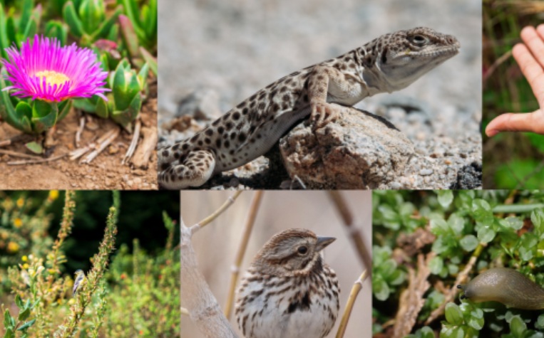 JU Zagorje zeleno: City Nature Challenge 2026 – pridruži se i otkrij prirodu oko sebe