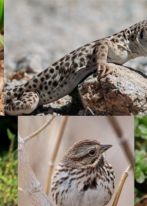 JU Zagorje zeleno: City Nature Challenge 2026 – pridruži se i otkrij prirodu oko sebe