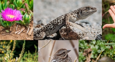 JU Zagorje zeleno: City Nature Challenge 2026 – pridruži se i otkrij prirodu oko sebe