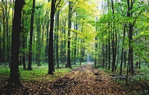 JU Zagorje zeleno: Poziv na predstavljanje vodiča za šumovlasnike