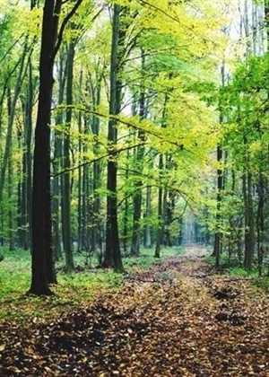 JU Zagorje zeleno: Poziv na predstavljanje vodiča za šumovlasnike