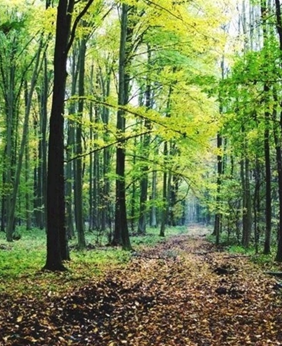 JU Zagorje zeleno: Poziv na predstavljanje vodiča za šumovlasnike