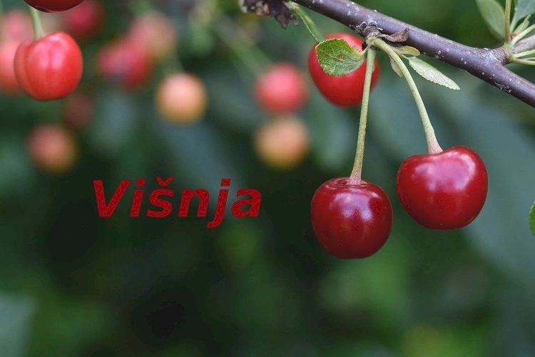 Čestitajte imendan današnjim slavljenicama!